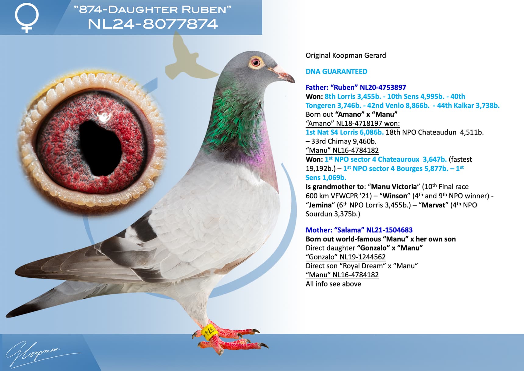 pigeon: undefined