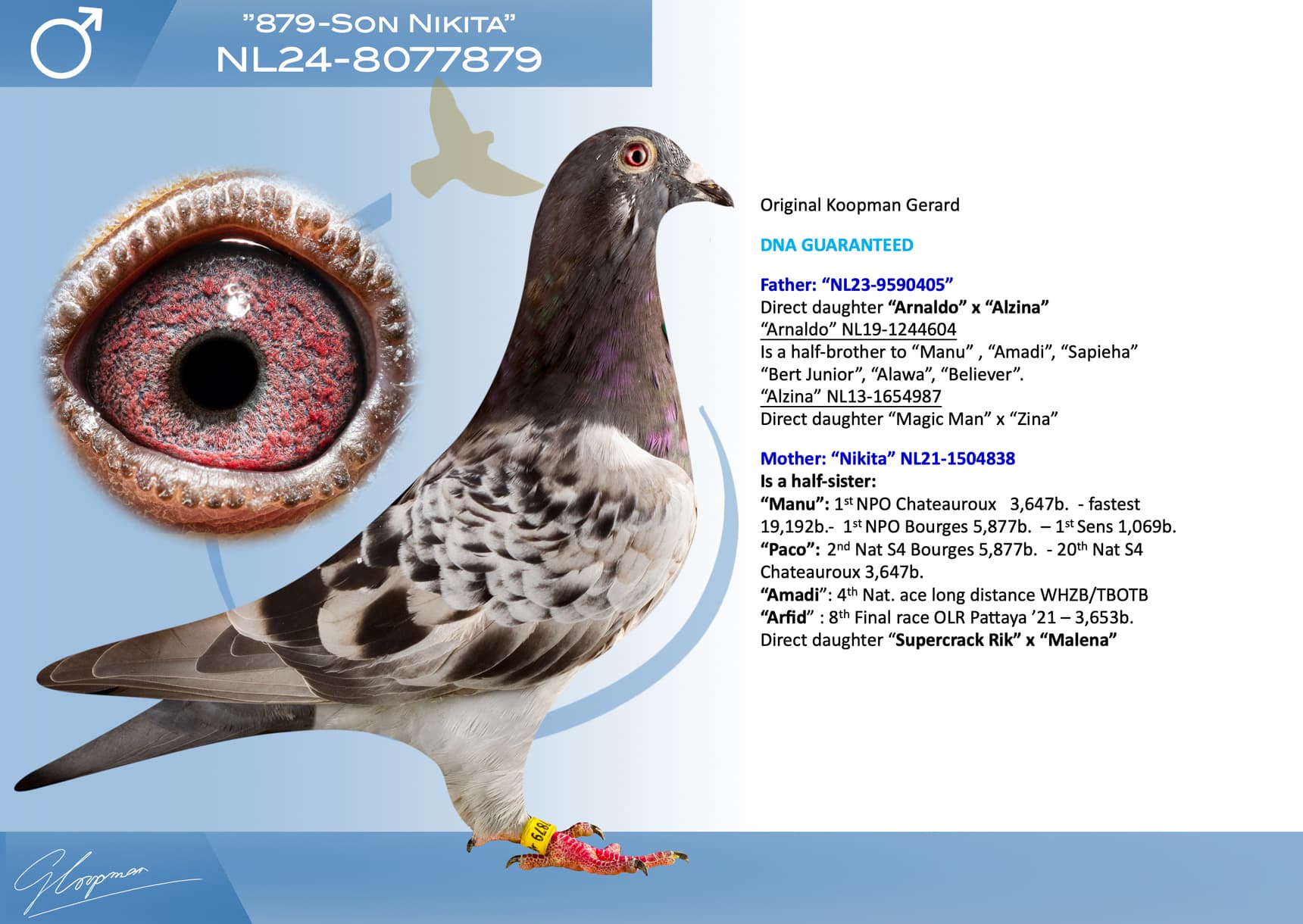 pigeon: undefined