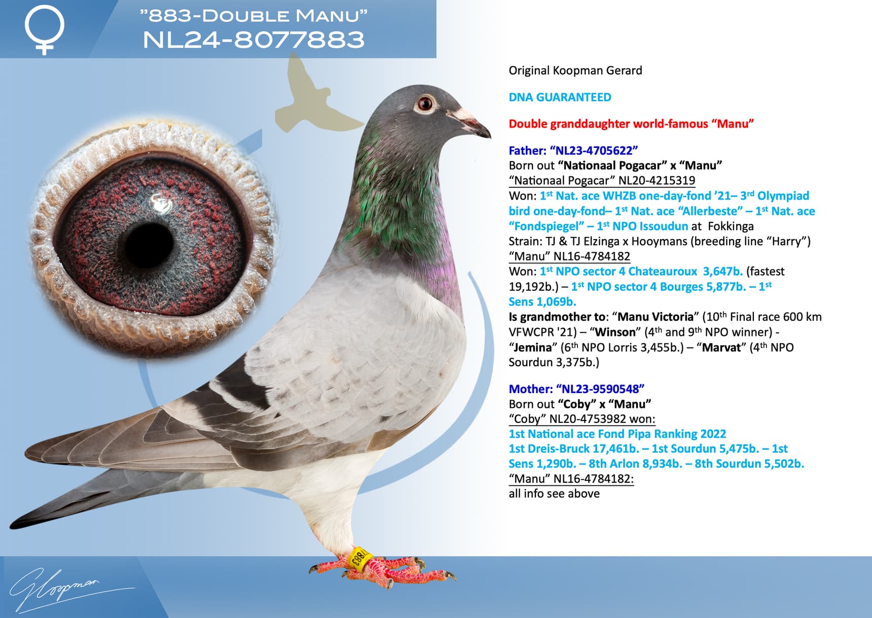 pigeon: undefined
