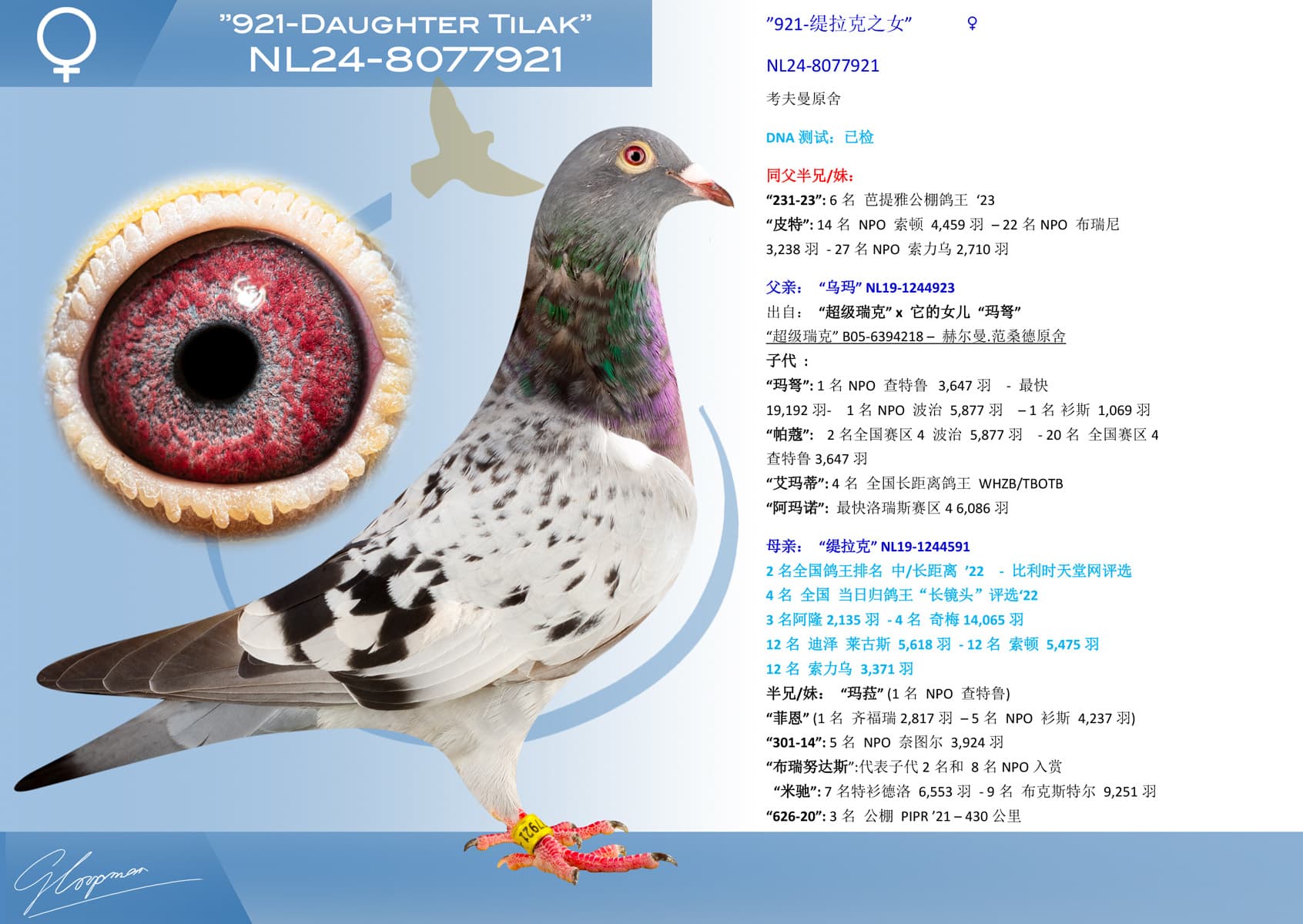 pigeon: ”921-缇拉克之女”