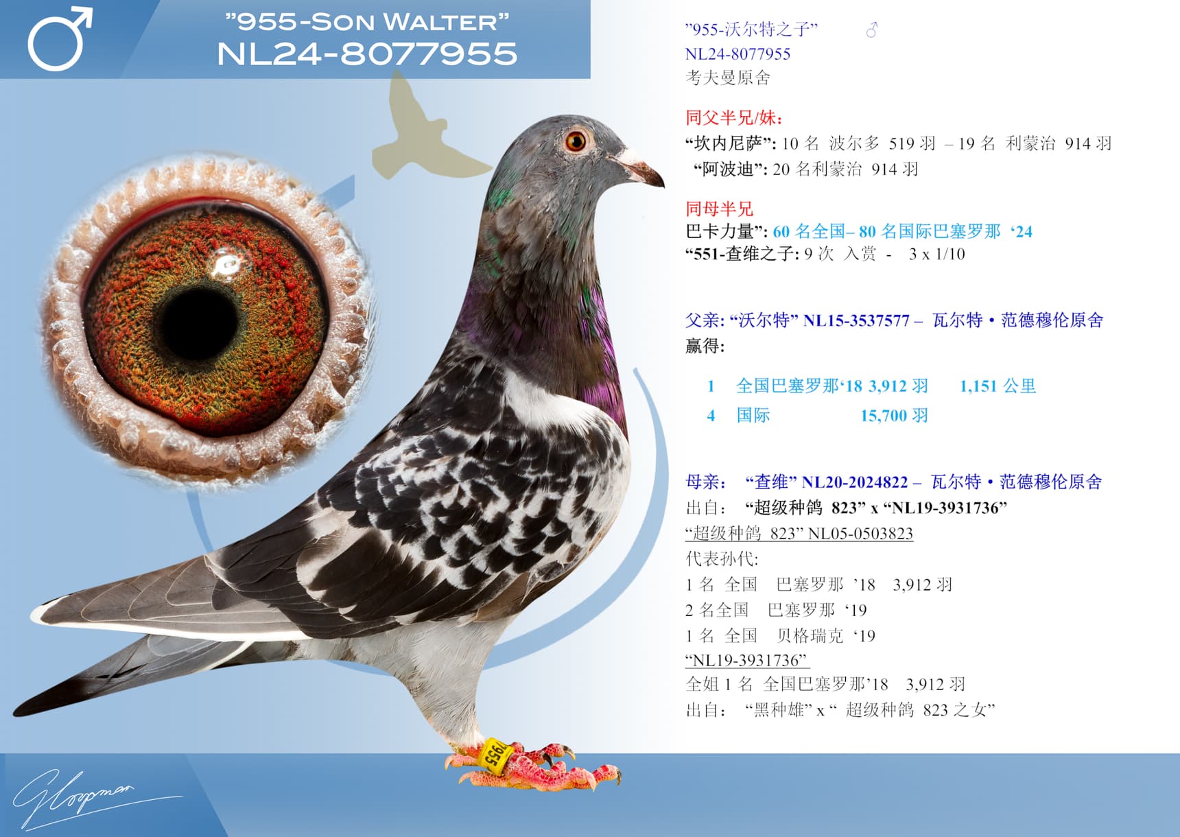 pigeon: ”955-沃尔特之子”