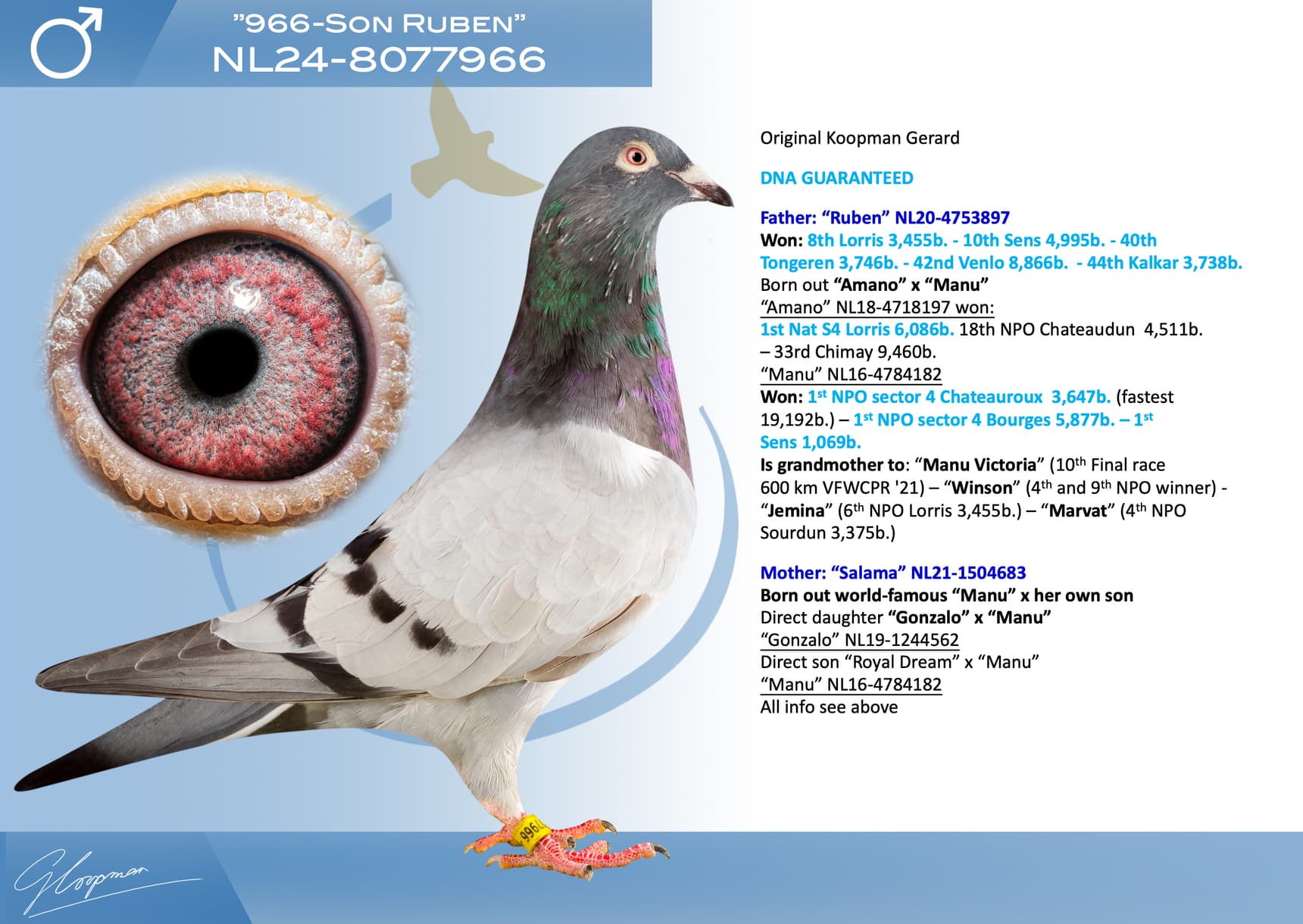 pigeon: undefined
