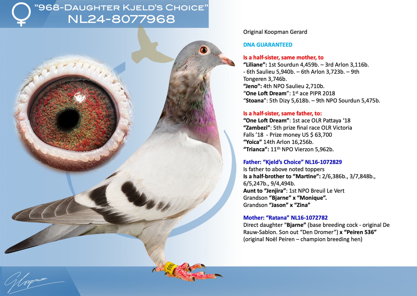 pigeon: undefined