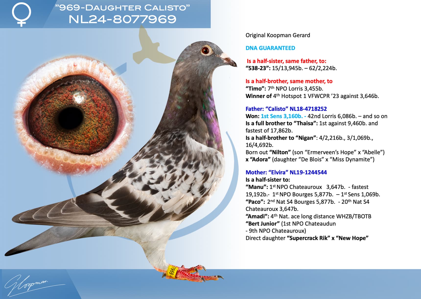 pigeon: undefined