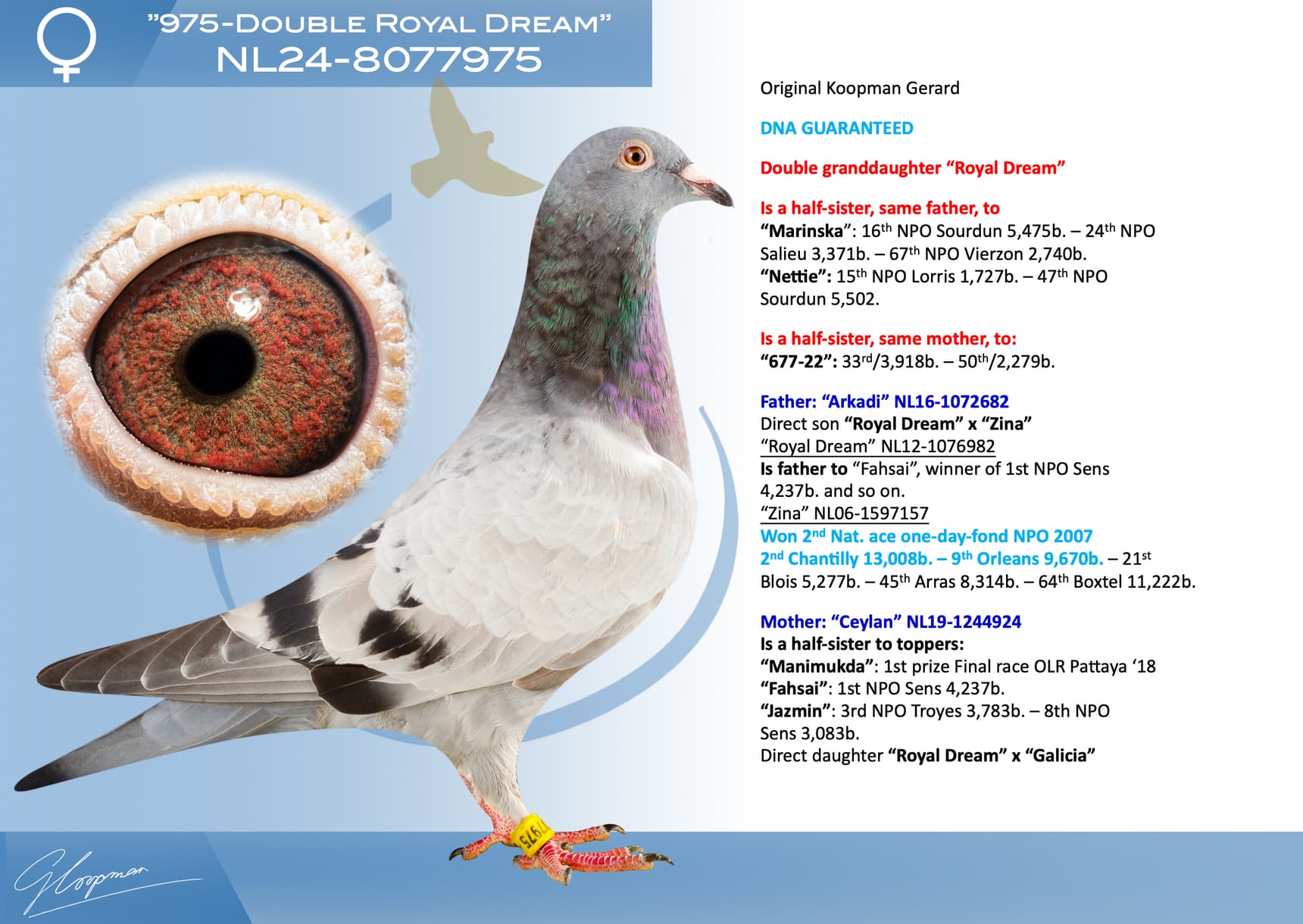 pigeon: undefined