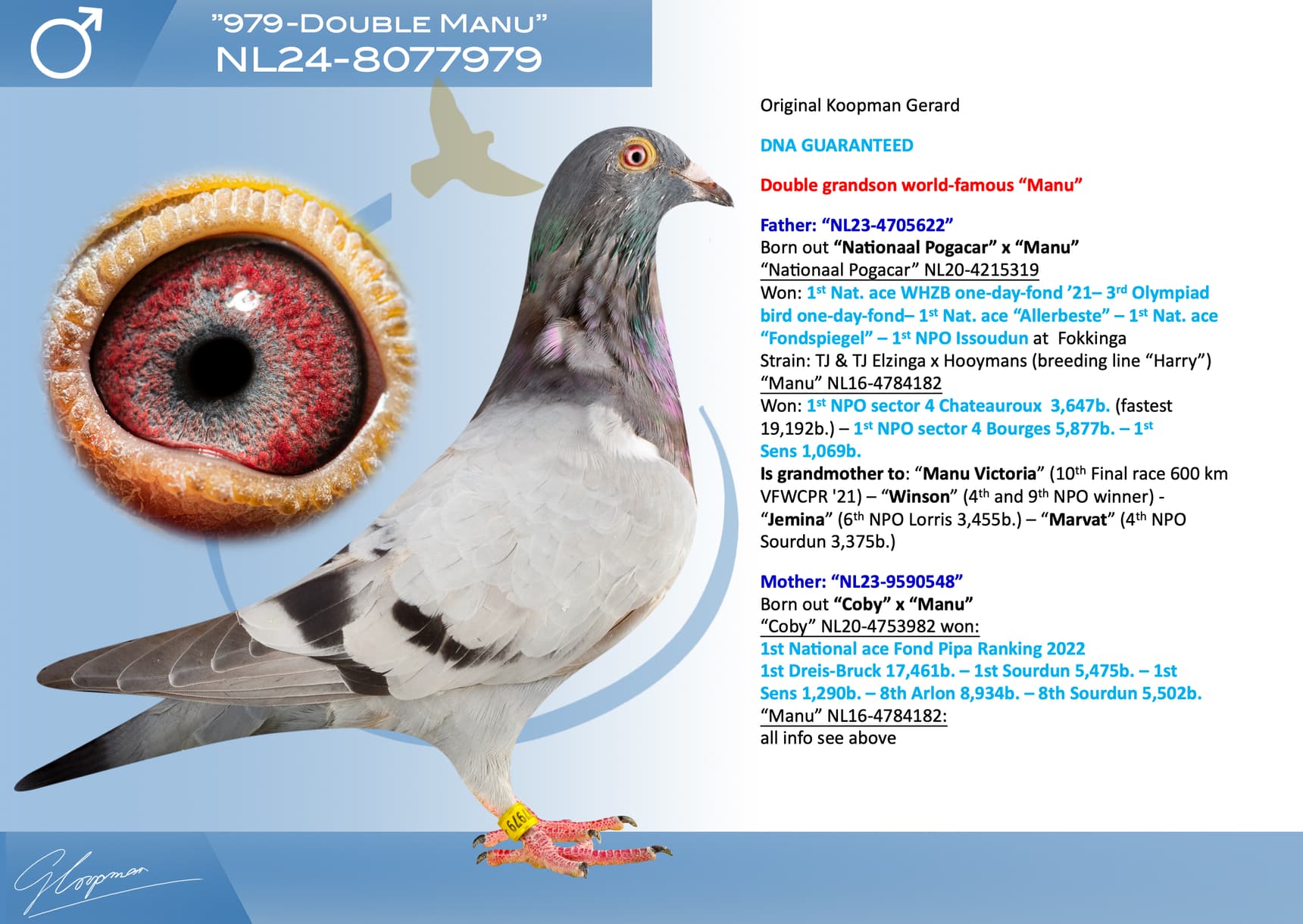 pigeon: undefined