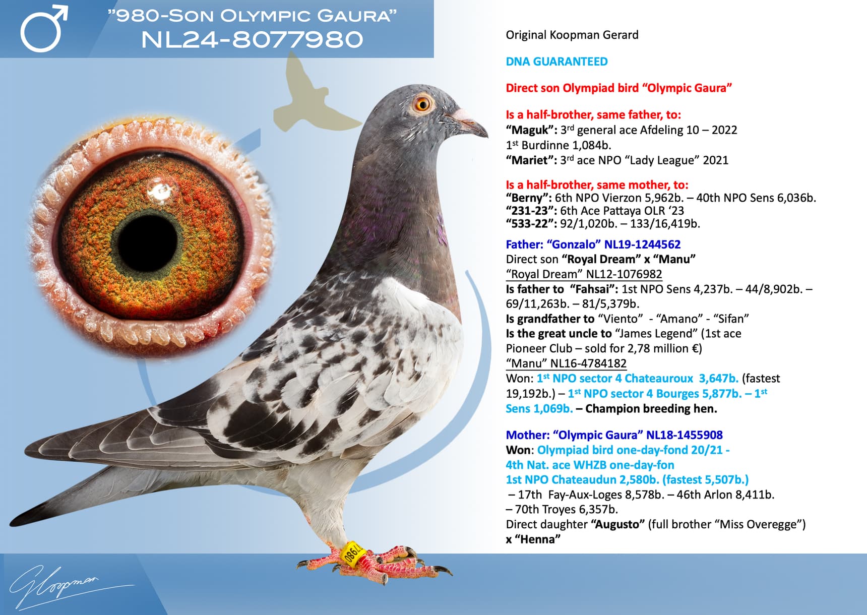 pigeon: undefined
