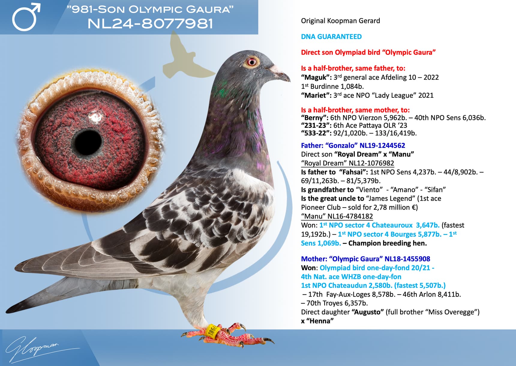 pigeon: undefined