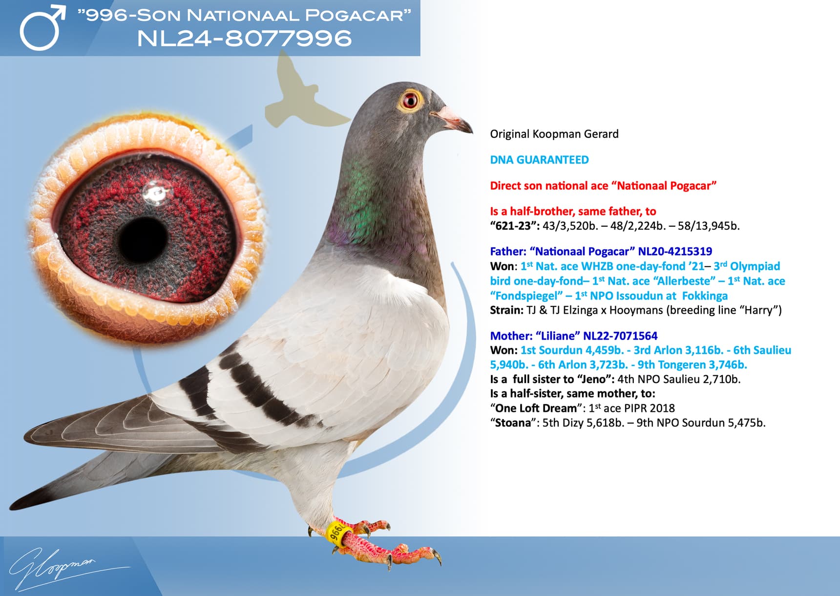 pigeon: undefined