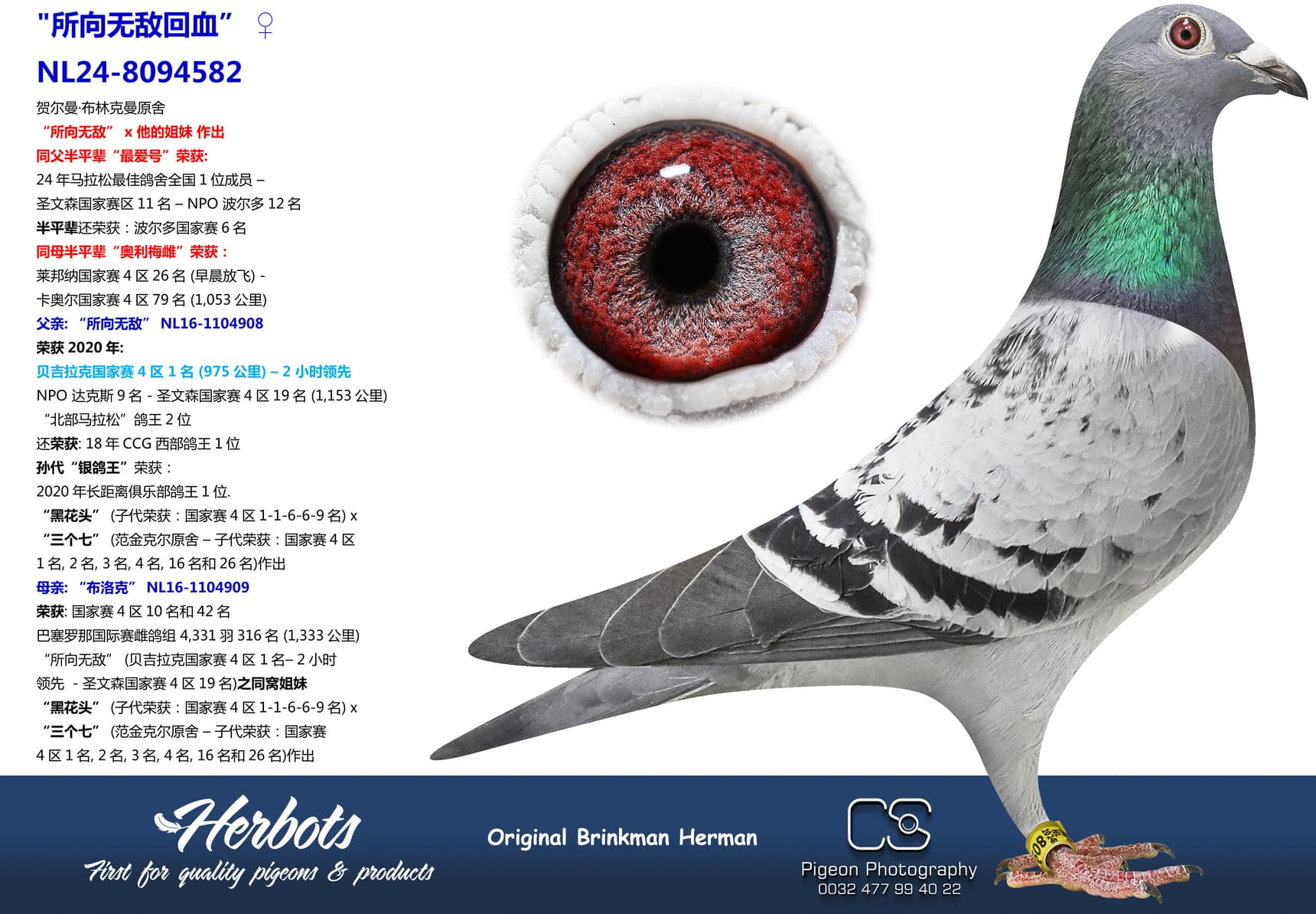pigeon: undefined