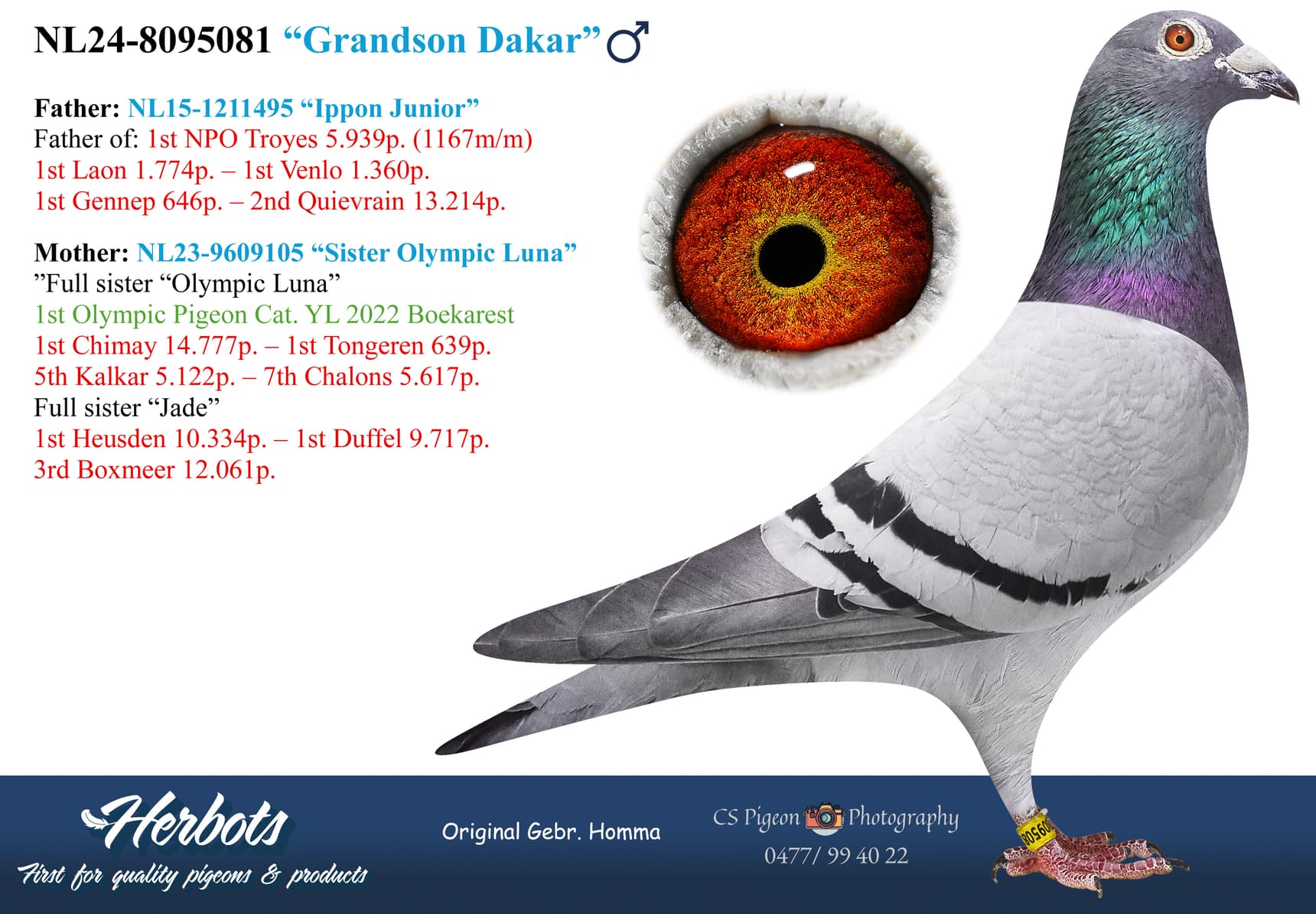 pigeon: undefined