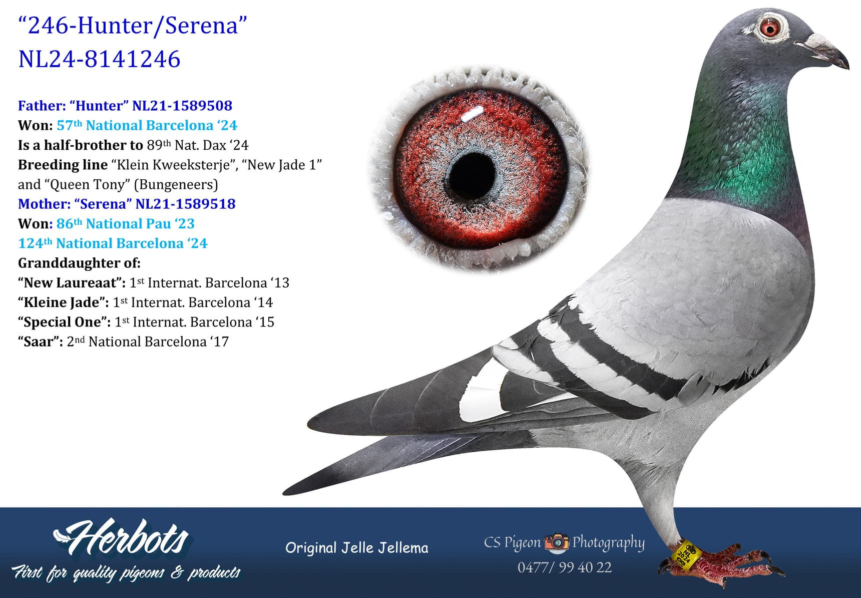 pigeon: undefined