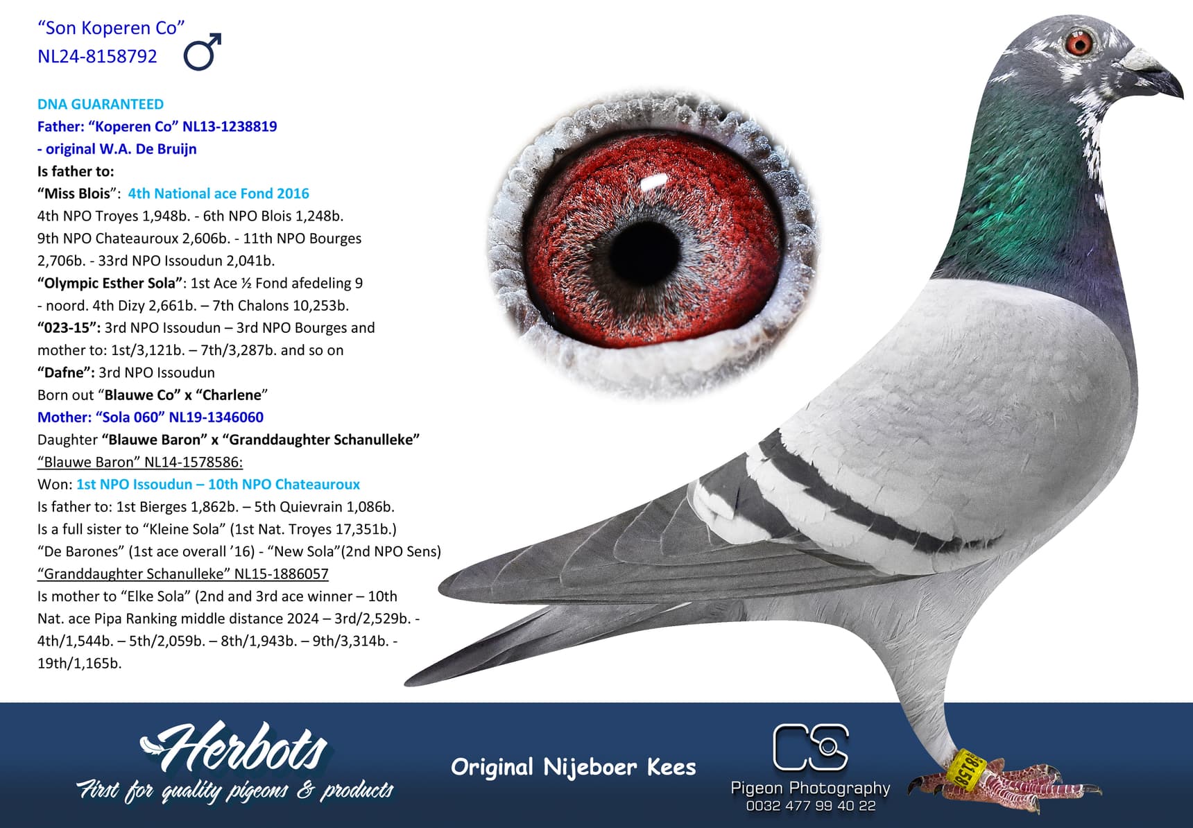 pigeon: undefined