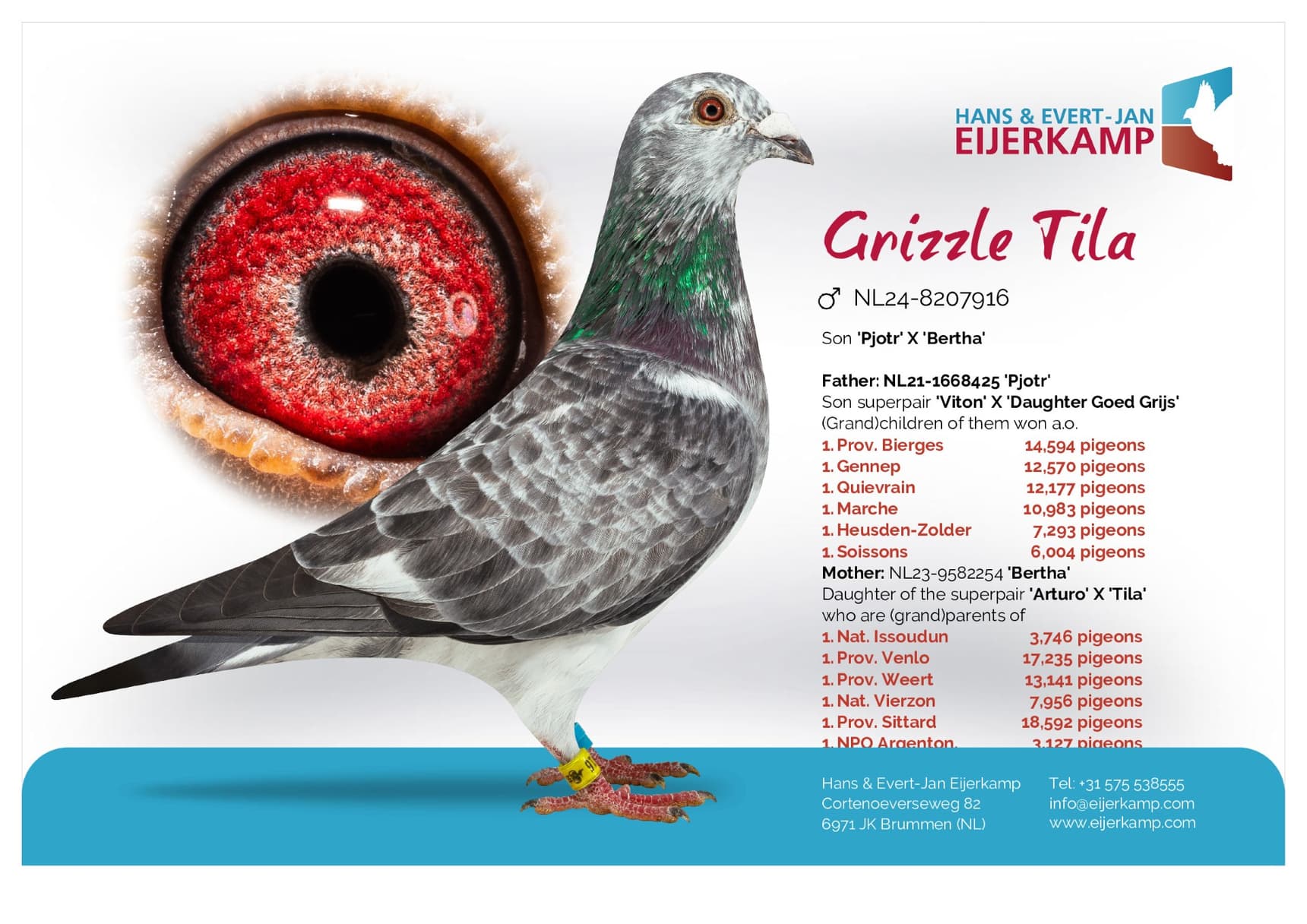pigeon: undefined