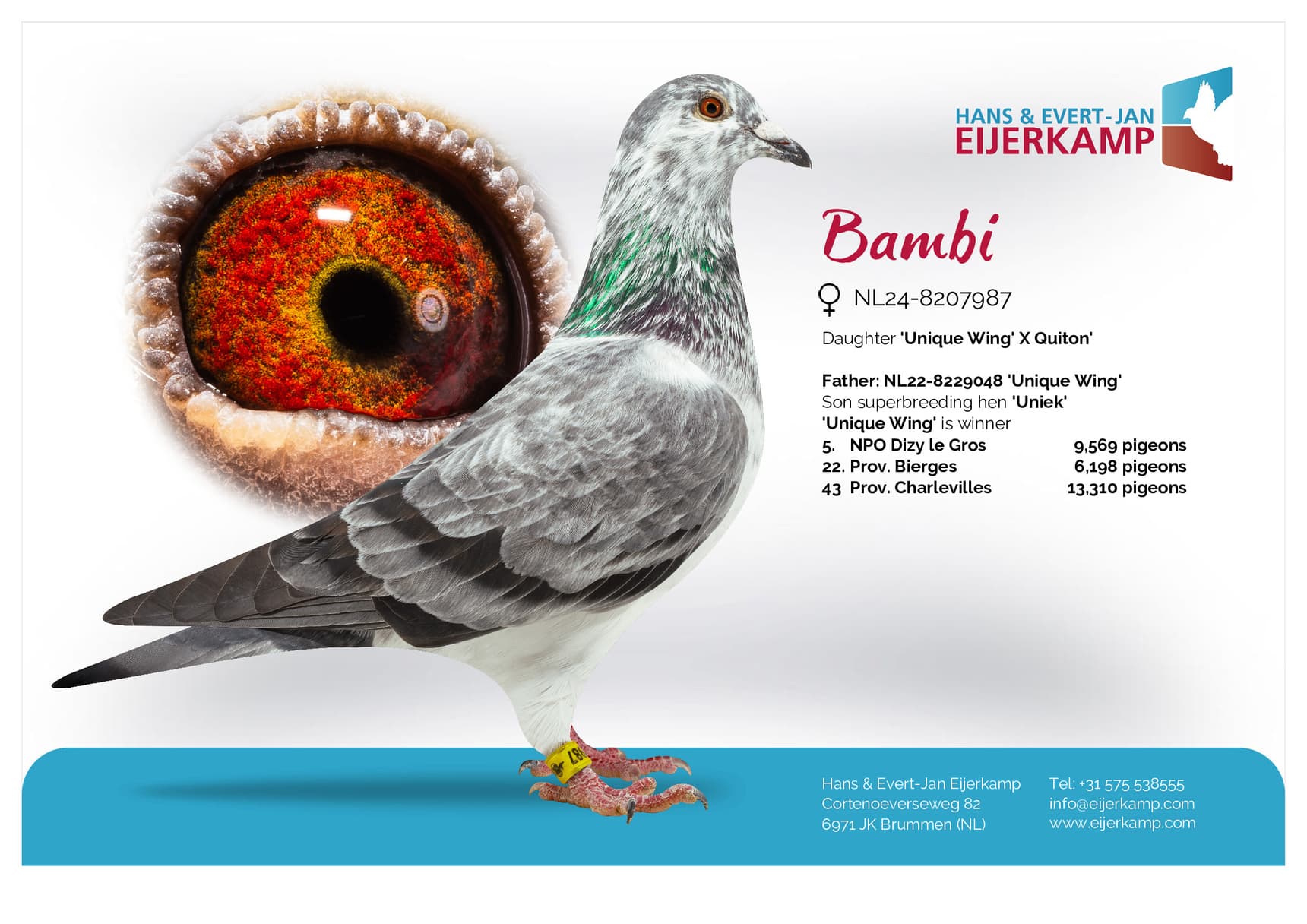 pigeon: undefined