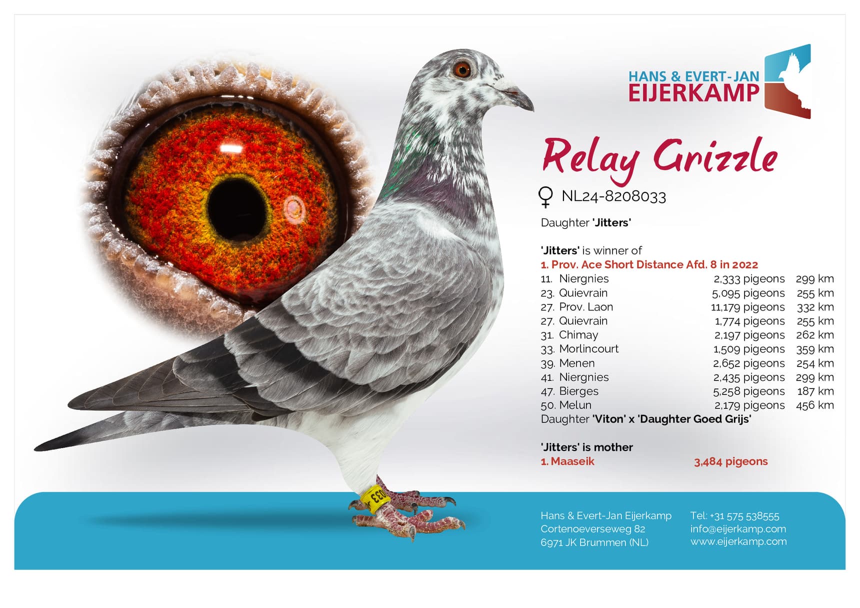 pigeon: undefined