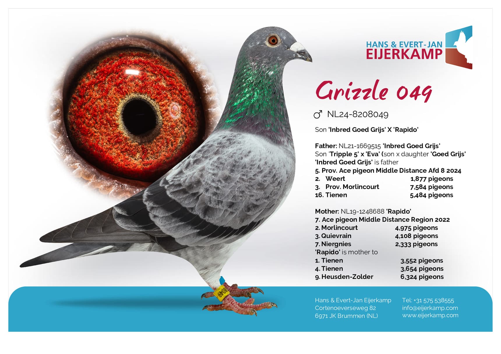 pigeon: undefined