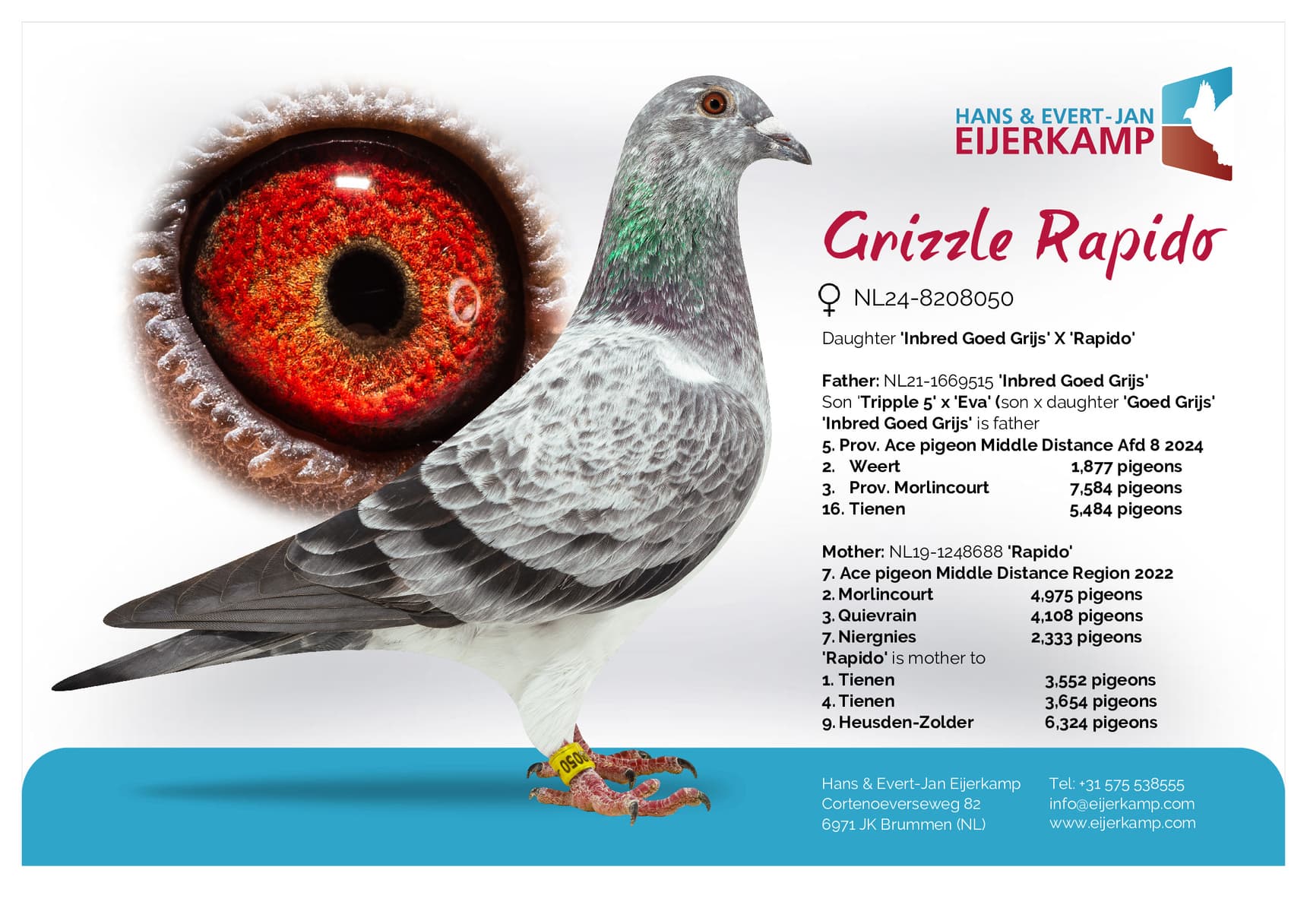 pigeon: undefined