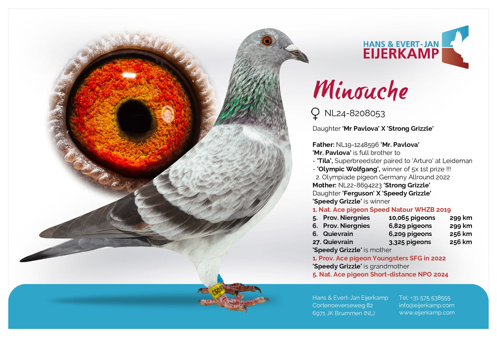pigeon: undefined