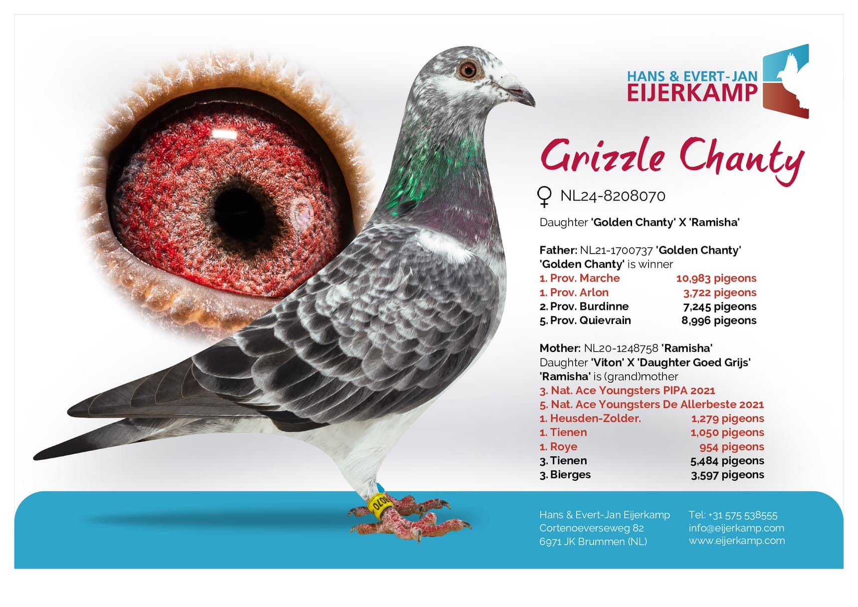 pigeon: undefined