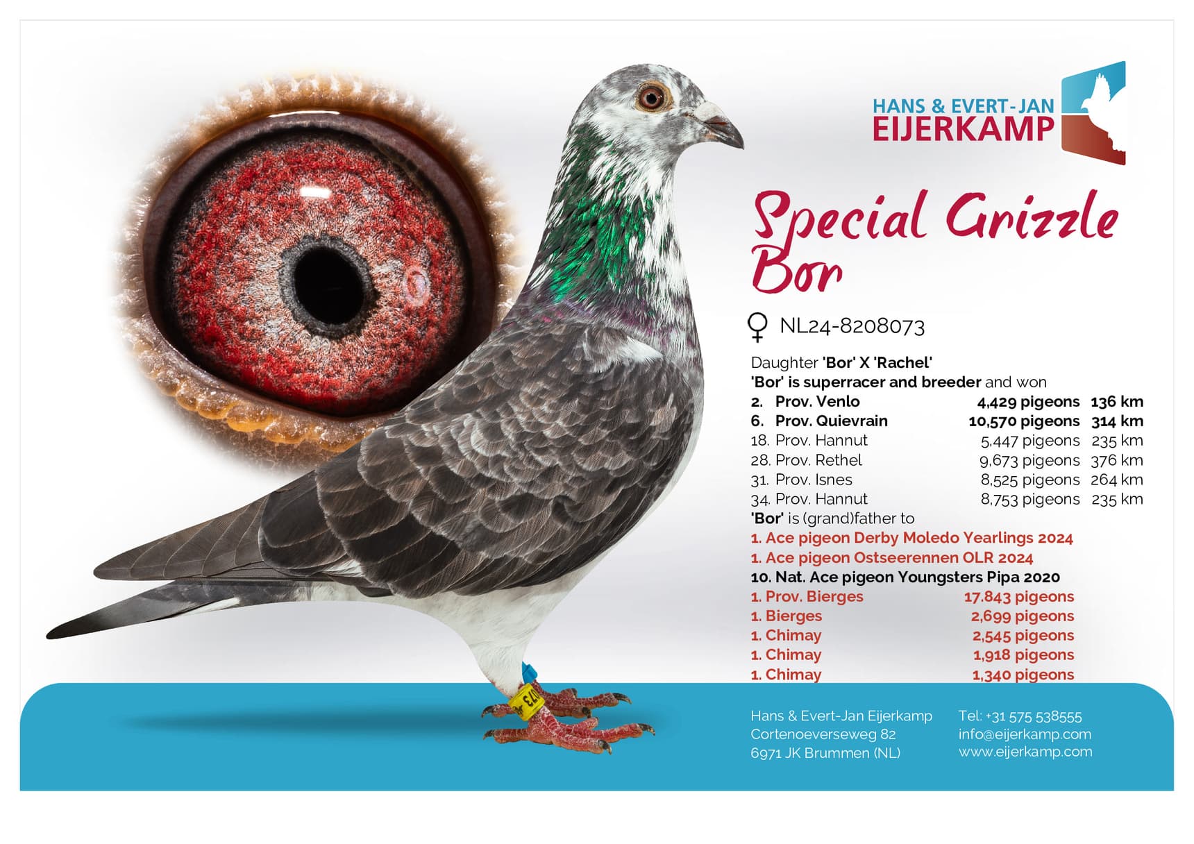 pigeon: undefined