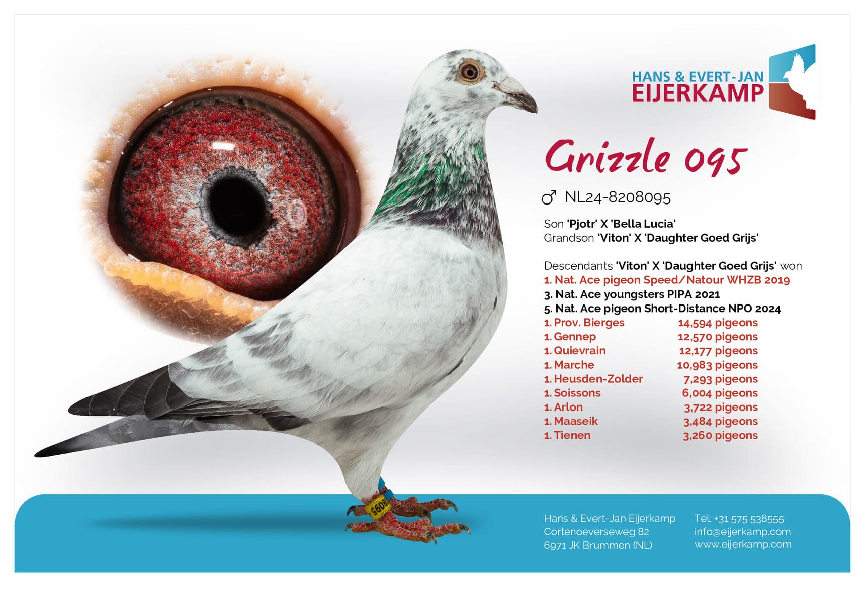 pigeon: undefined