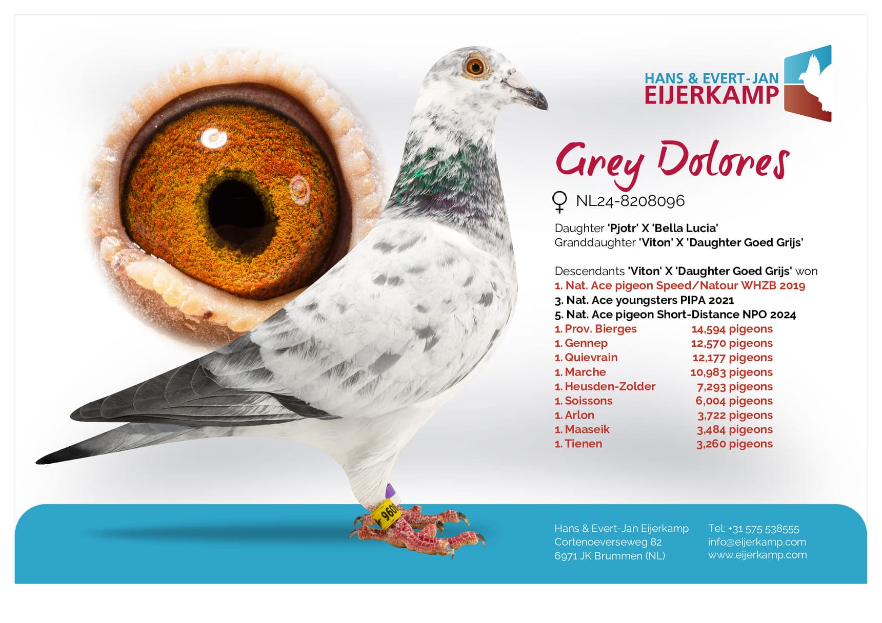 pigeon: undefined