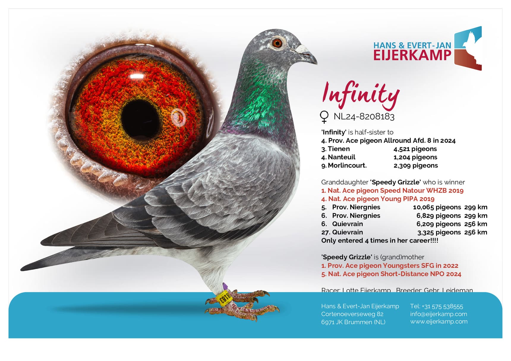pigeon: undefined