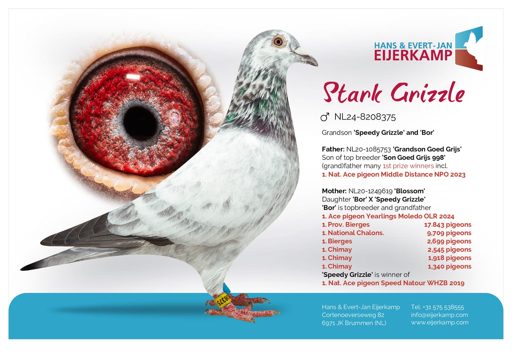 pigeon: undefined