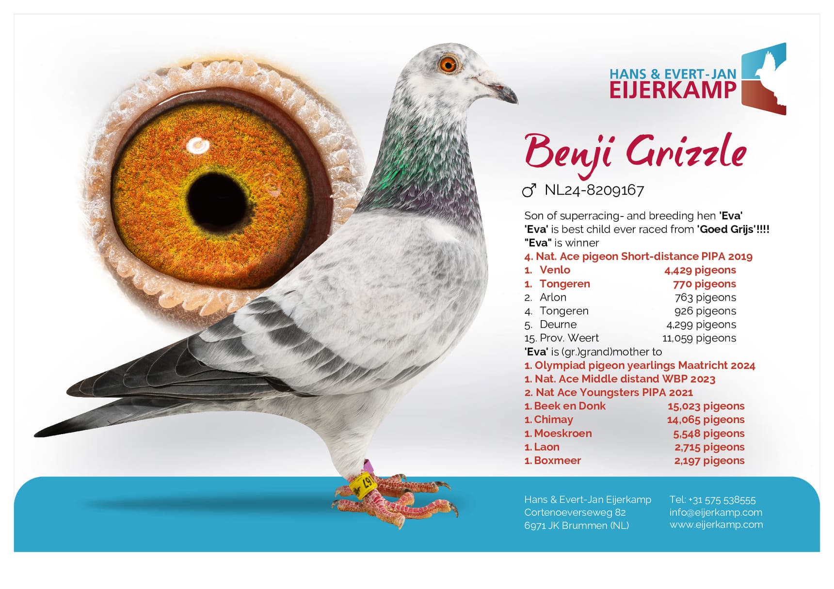 pigeon: undefined