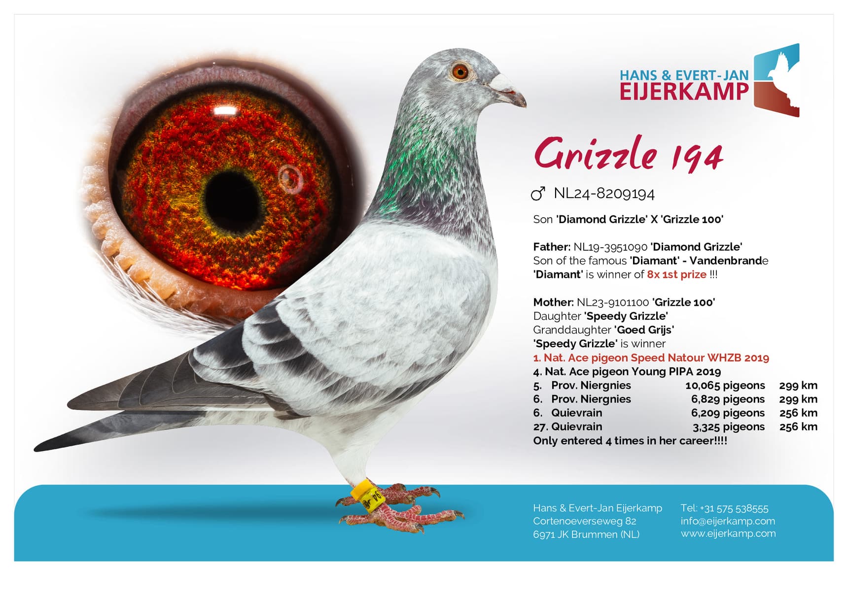pigeon: undefined