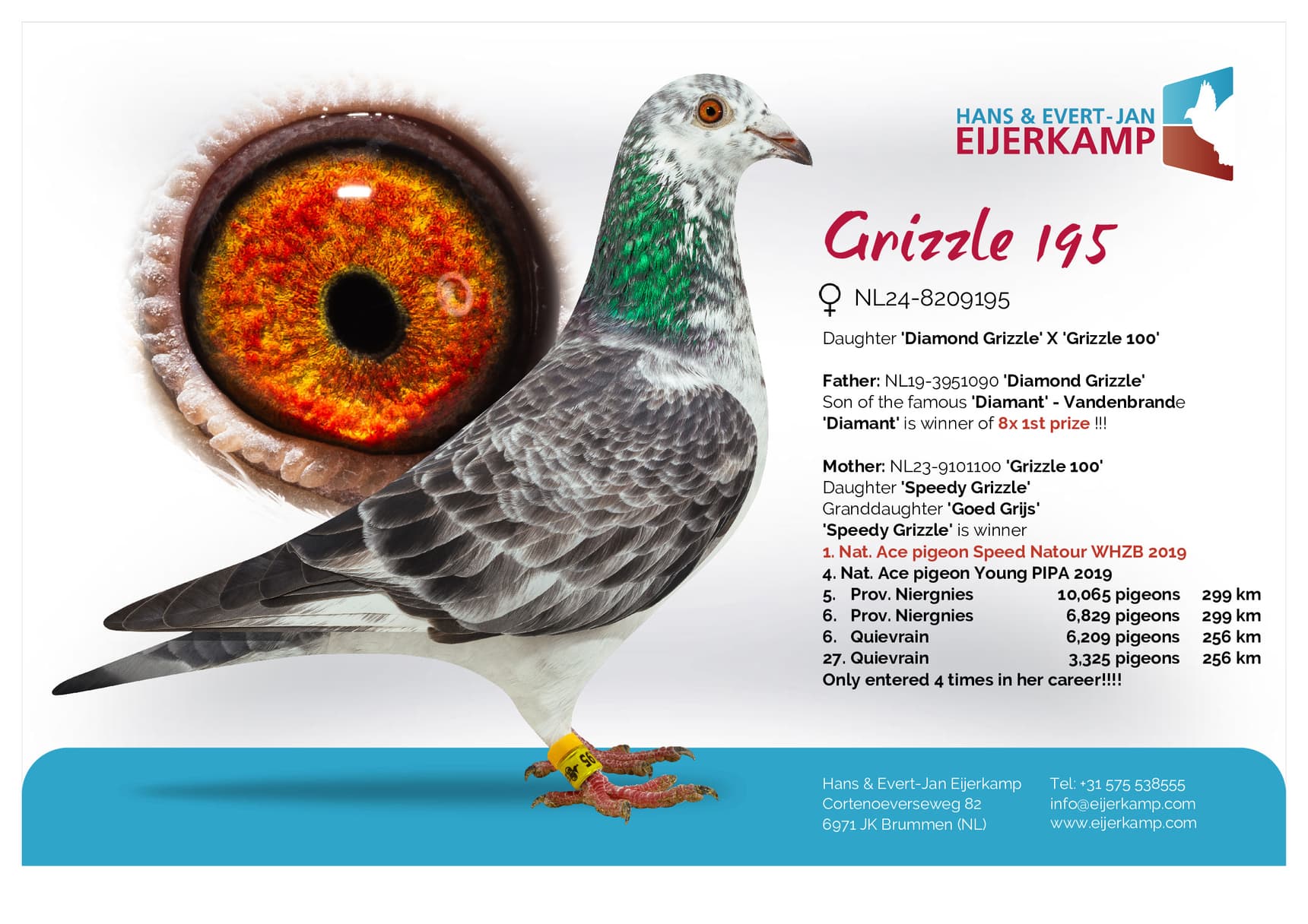pigeon: undefined