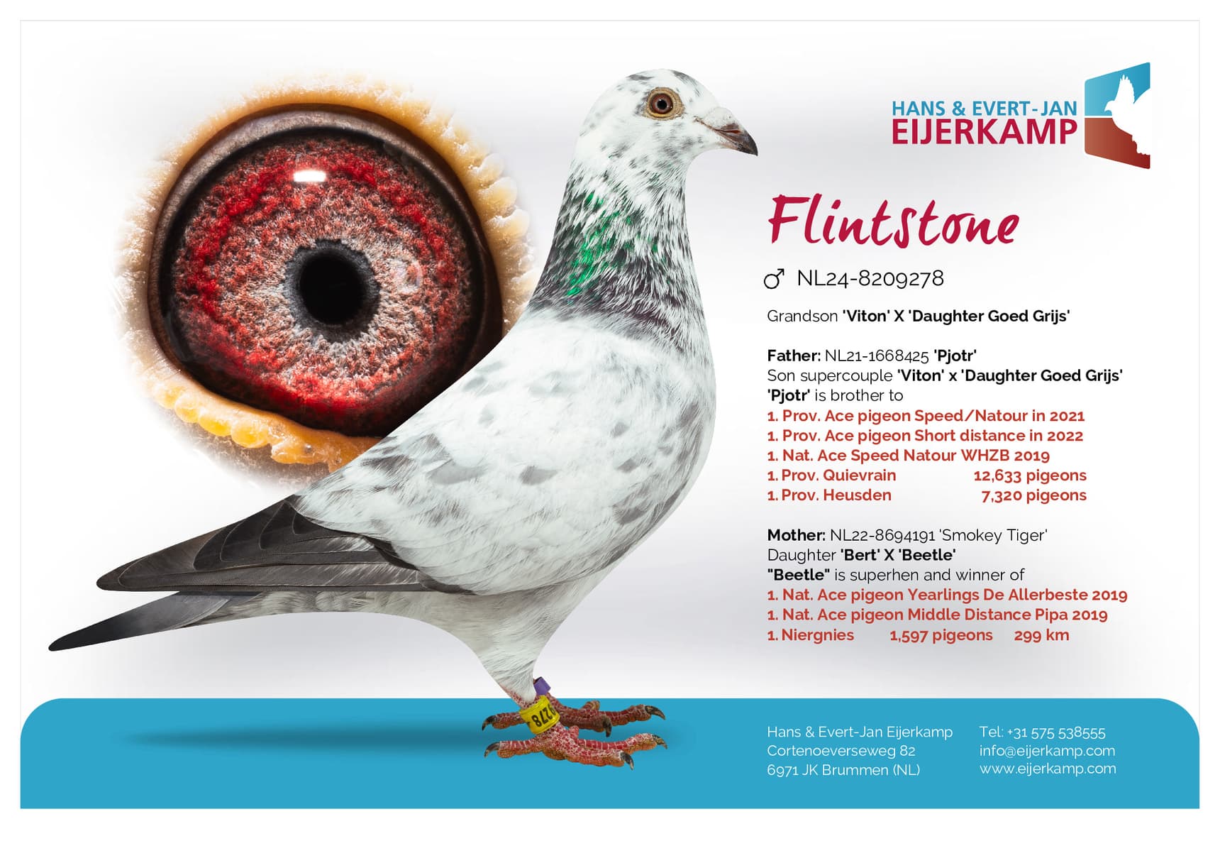 pigeon: undefined