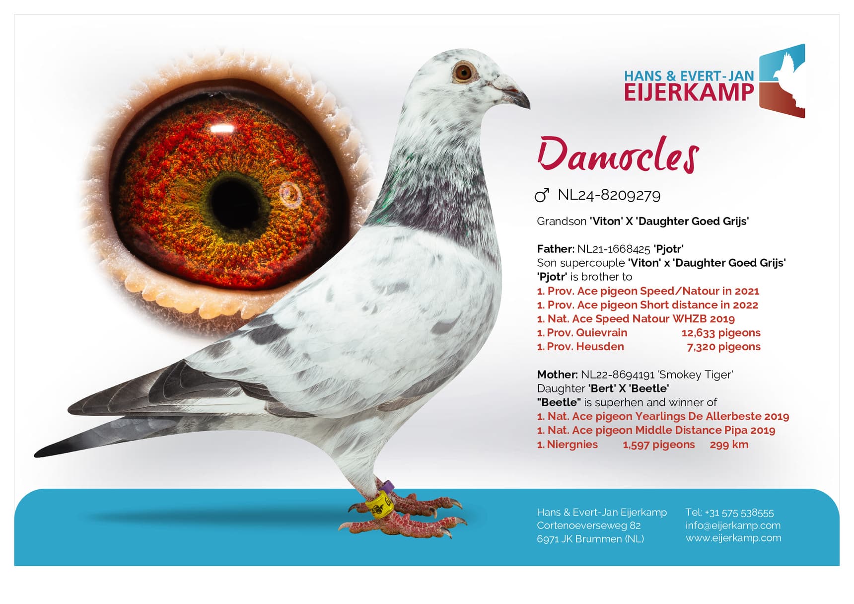 pigeon: undefined
