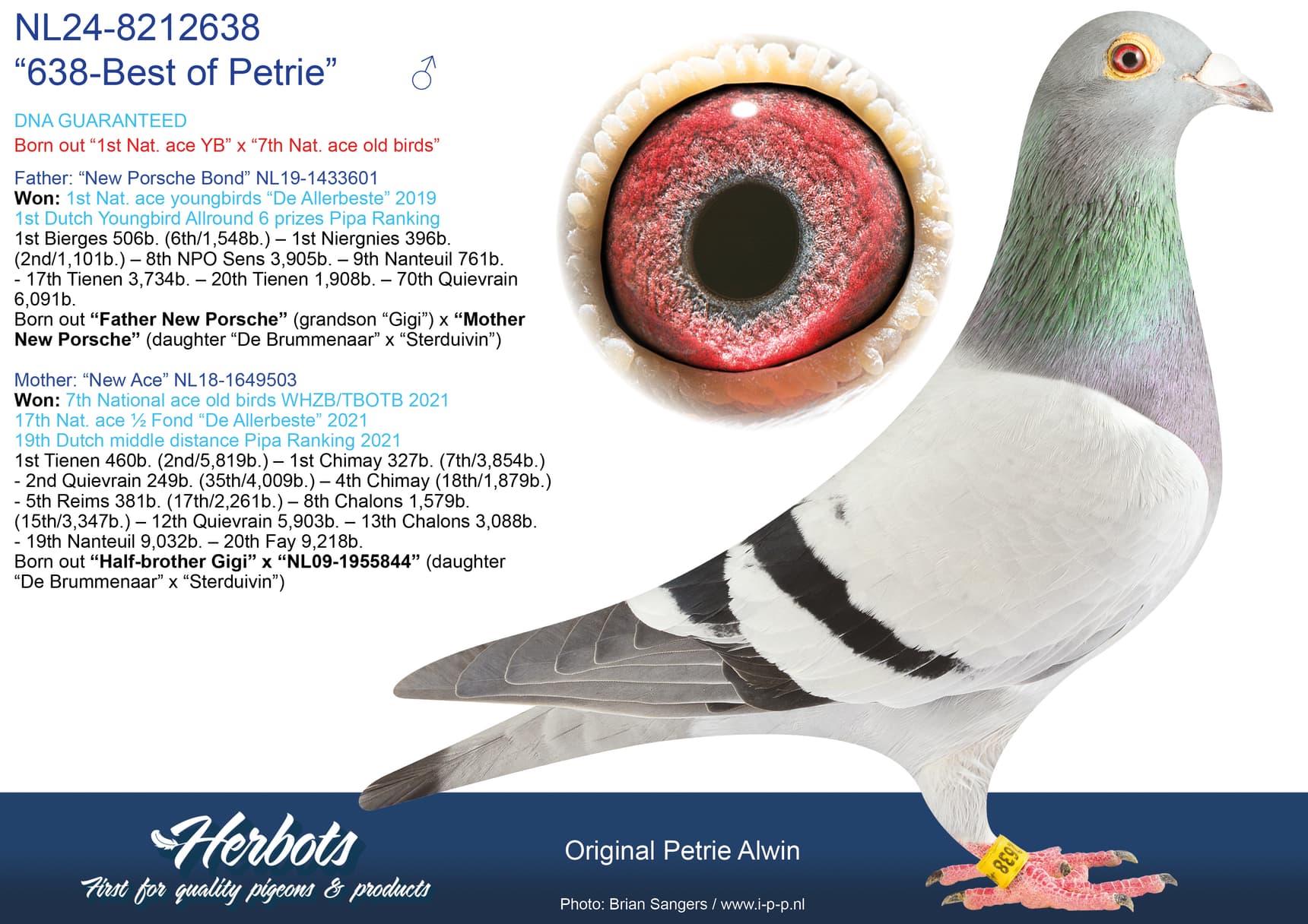 pigeon: undefined