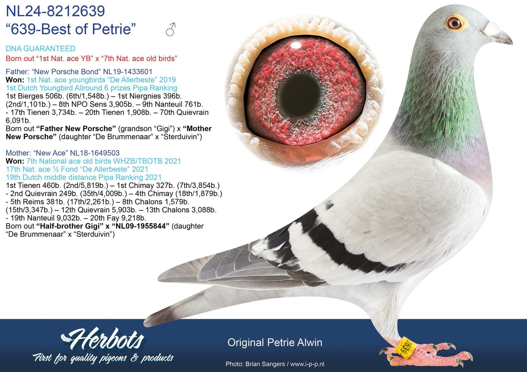 pigeon: undefined