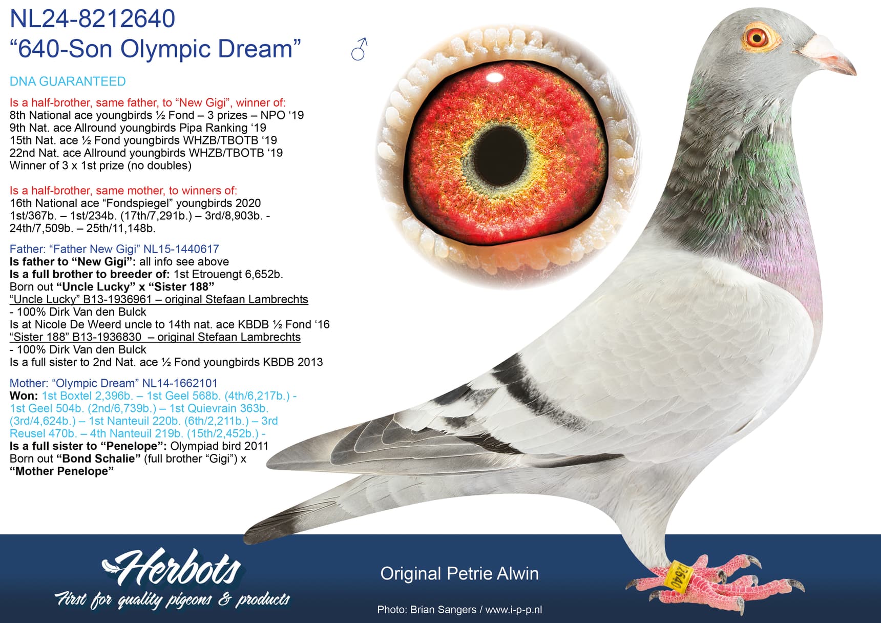 pigeon: undefined