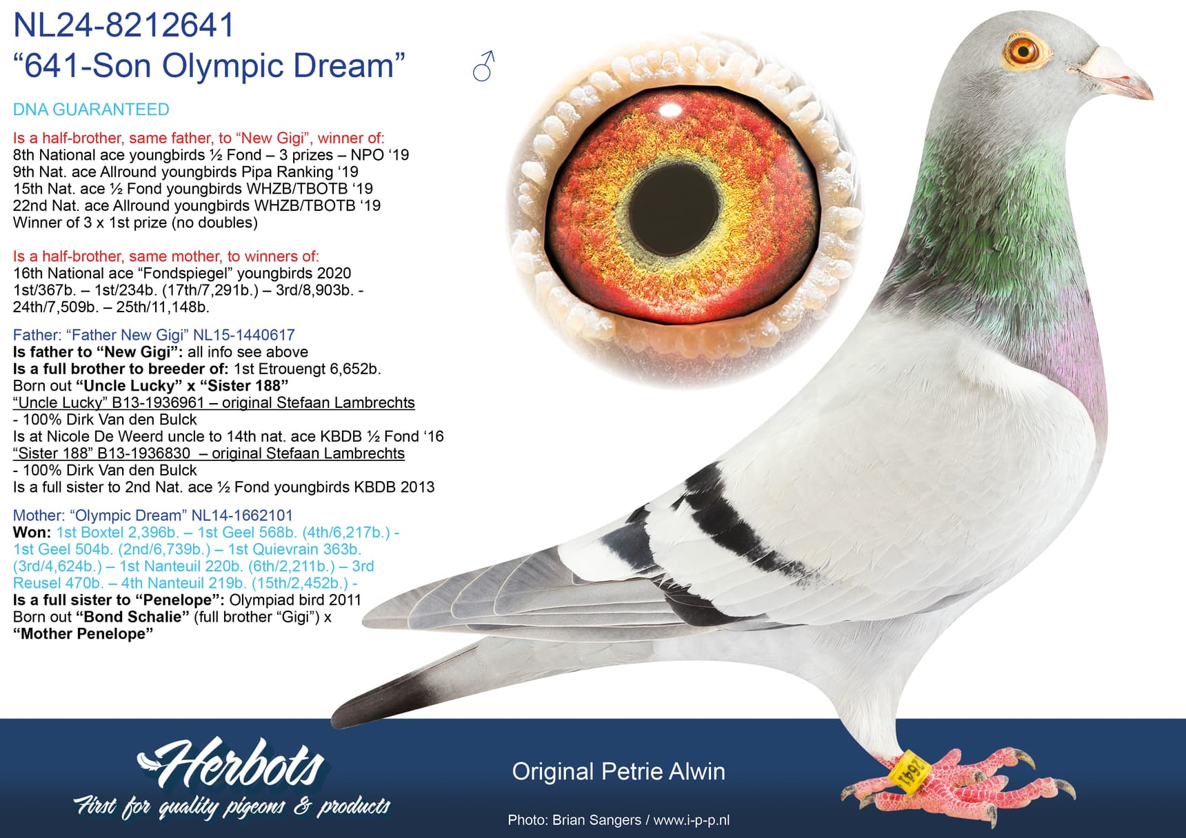 pigeon: undefined