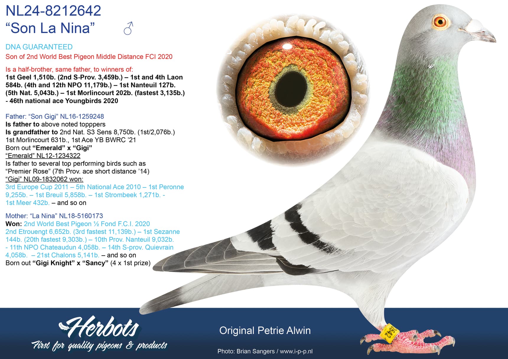 pigeon: undefined