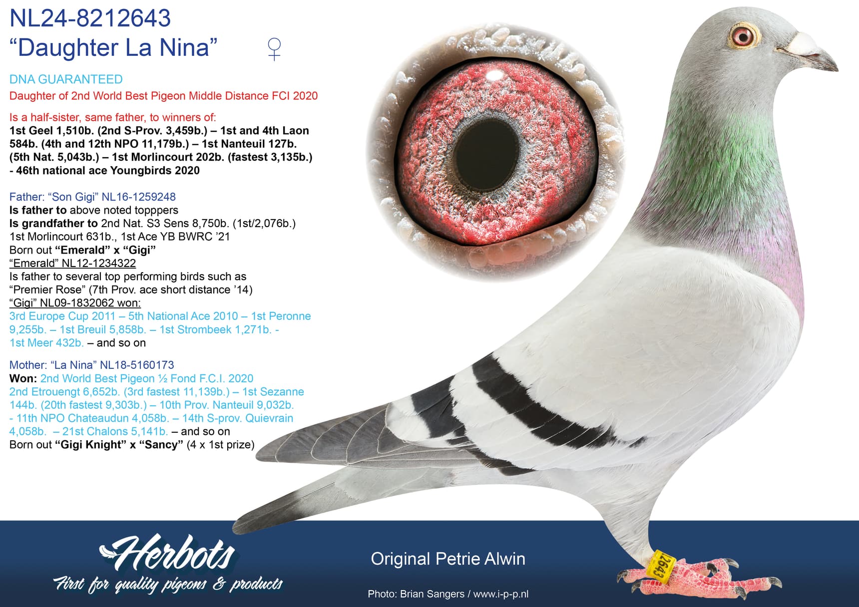 pigeon: undefined