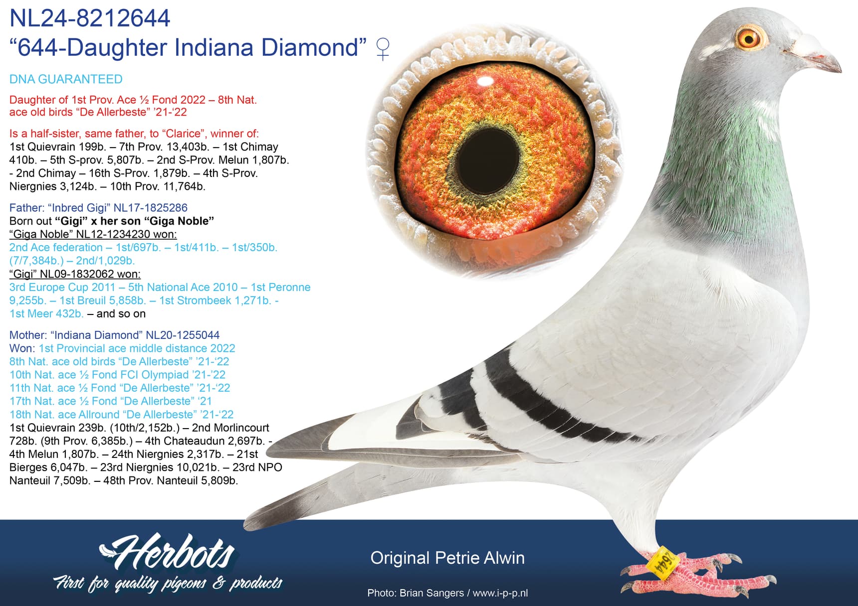 pigeon: undefined