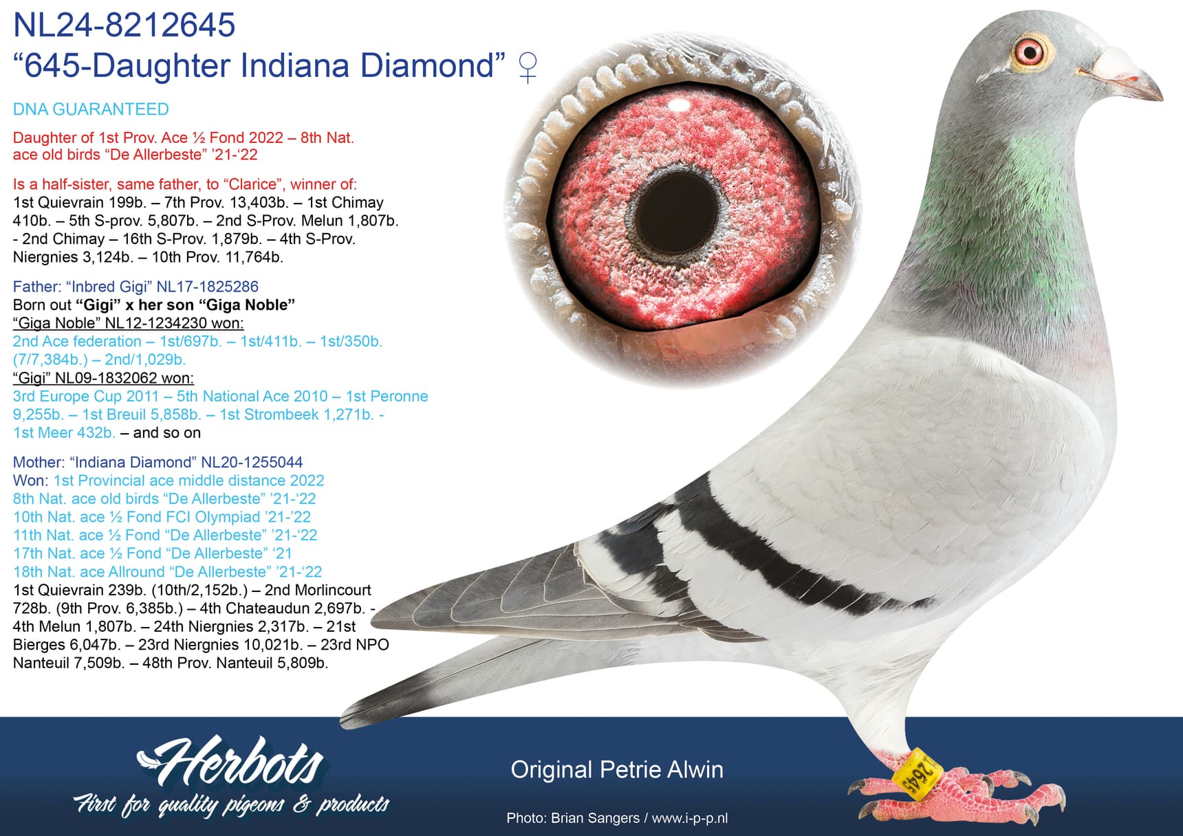 pigeon: undefined