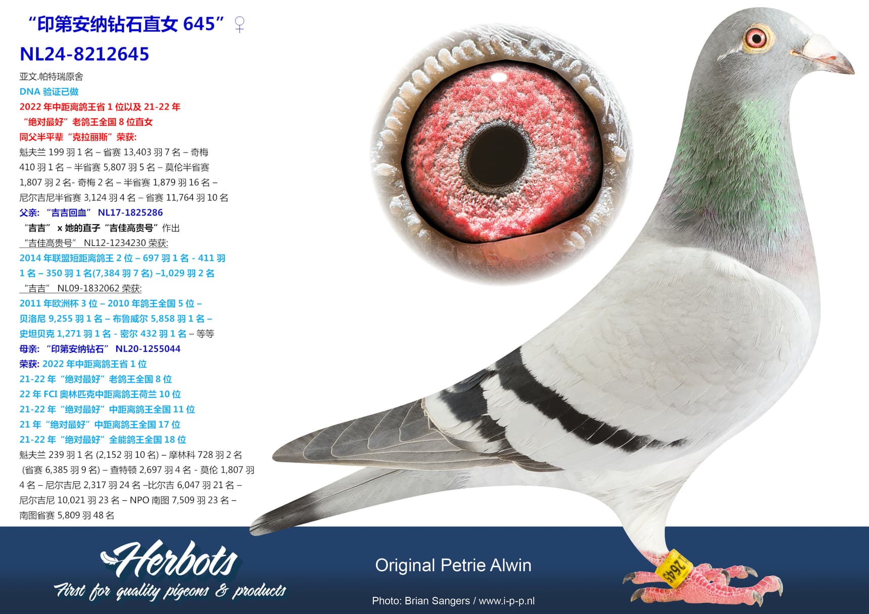 pigeon: undefined