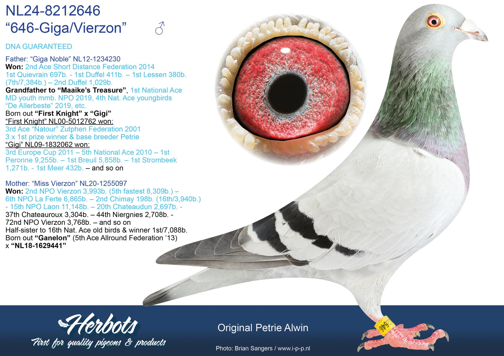 pigeon: undefined
