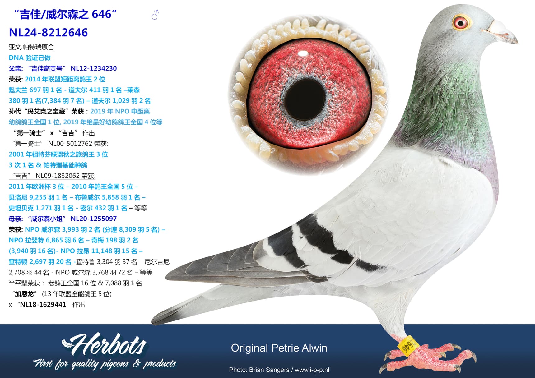 pigeon: undefined