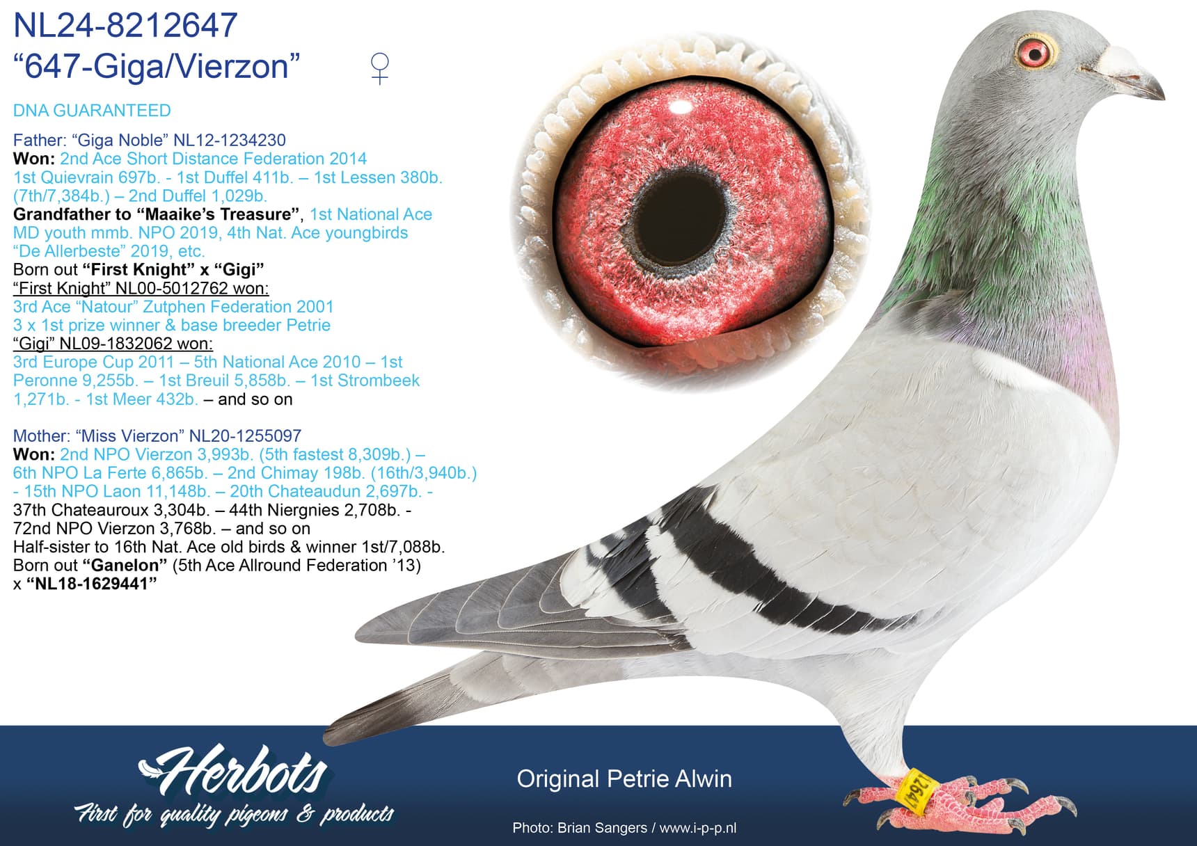 pigeon: undefined