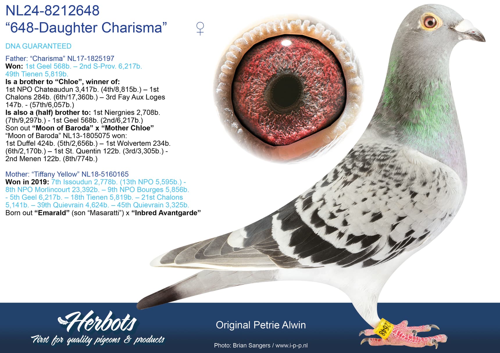 pigeon: undefined