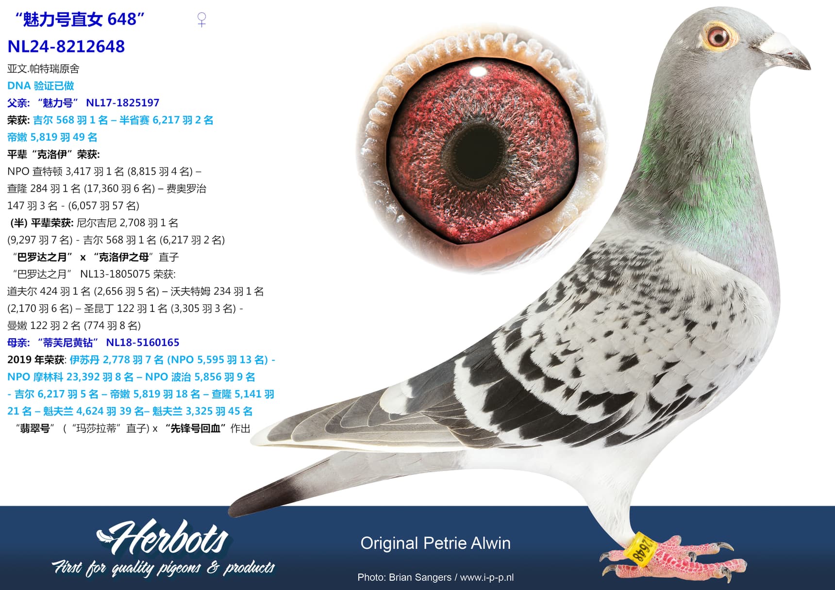 pigeon: undefined