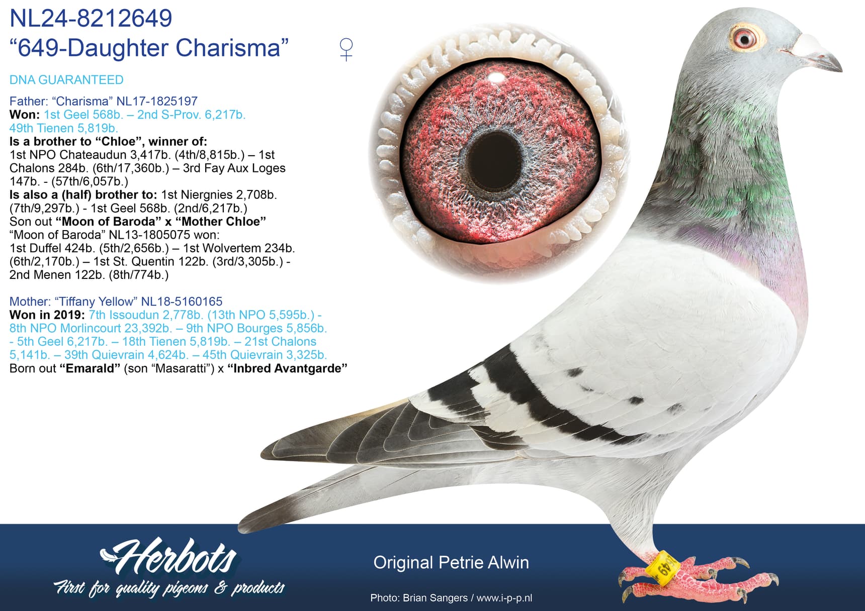 pigeon: undefined