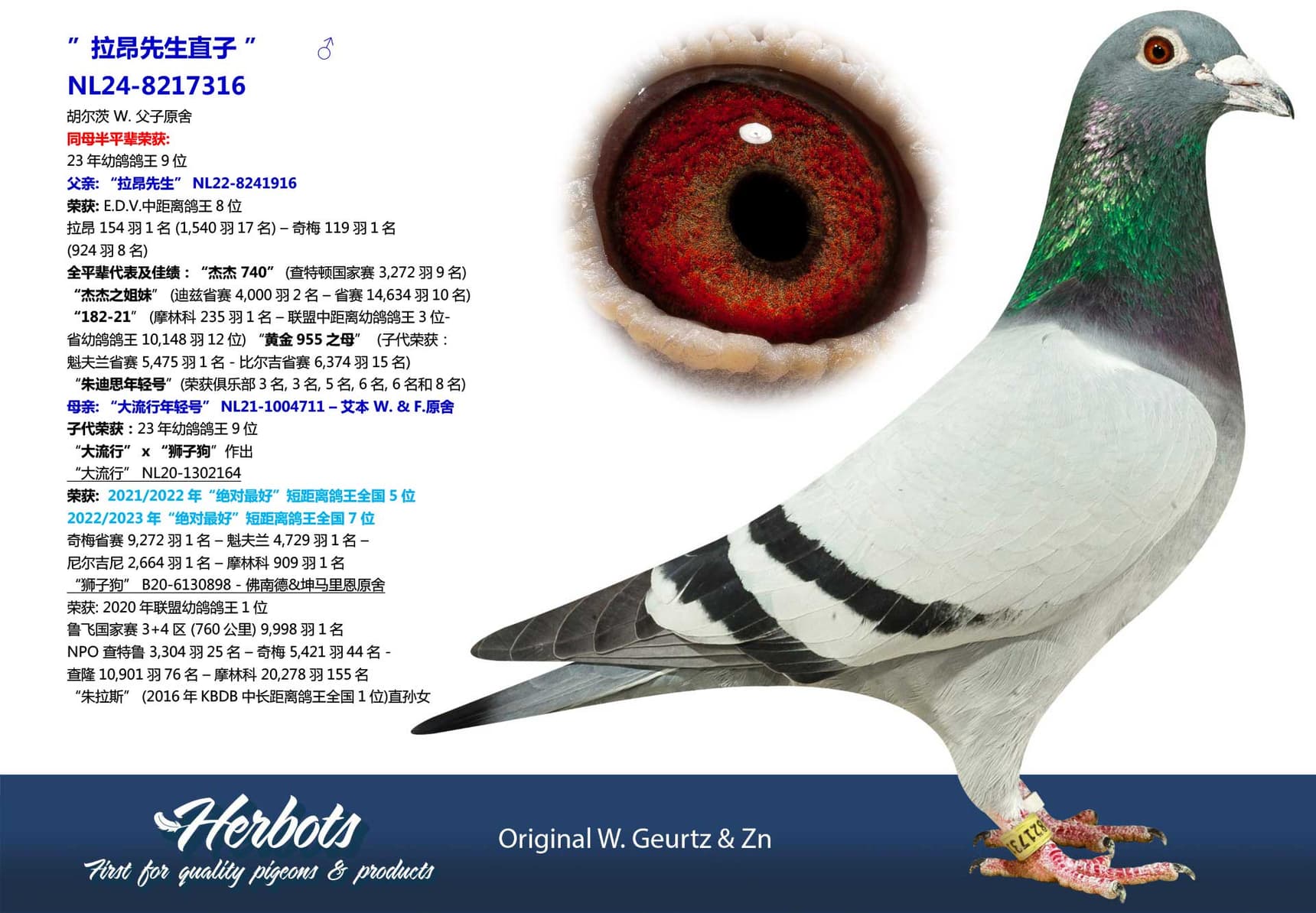 pigeon: undefined